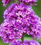 Sommerflieder 'Ile de France' - Buddleja 'Ile de France'