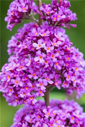 Sommerflieder 'Ile de France' - Buddleja 'Ile de France'