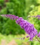 Sommerflieder 'Ile de France' - Buddleja 'Ile de France'