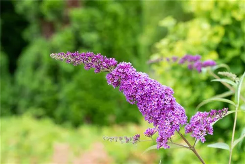 Sommerflieder 'Ile de France' - Buddleja 'Ile de France'