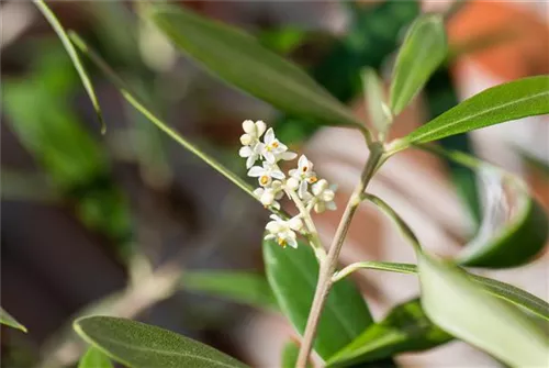 Olivenbaum - Olea europaea CAC - Formgehölze