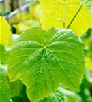 Tafeltraube 'Venus' - Vitis 'Venus'