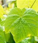 Tafeltraube 'Venus' - Vitis 'Venus'