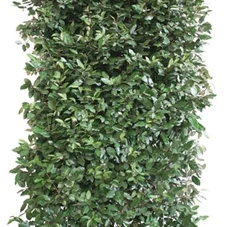 Elaeagnus ebbingei (x) 'Compacta' - Heckenelemente, Heckenelement 160- 180