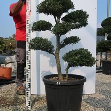 Ilex crenata, Gartenbonsai NP21n48 - 100