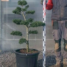 Ilex crenata, Gartenbonsai NP22n1 - 100