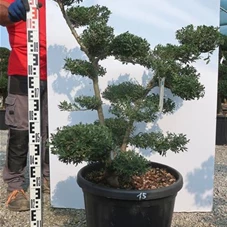 Ilex crenata, Gartenbonsai NP22n15 - 100