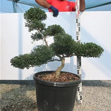 Ilex crenata, Gartenbonsai NP22n2 - 70