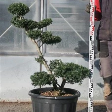 Ilex crenata, Gartenbonsai NP22n6 - 100