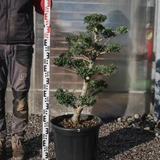 Ilex crenata, Gartenbonsai NP22n9 - 90