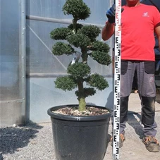 Ilex crenata, Gartenbonsai M44sN11 - 100