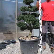 Ilex crenata, Gartenbonsai M44sN5 - 90