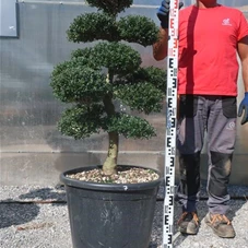 Ilex crenata, Gartenbonsai M44sN7 - 90