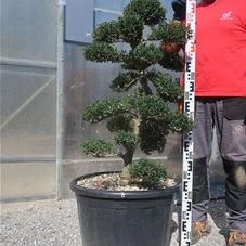 Ilex crenata, Gartenbonsai M44sN8 - 100