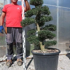 Ilex crenata, Gartenbonsai M44sN9 - 100