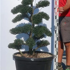 Ilex crenata, Gartenbonsai M44mN12 - 110