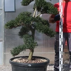 Ilex crenata, Gartenbonsai M44Ln16 - 130