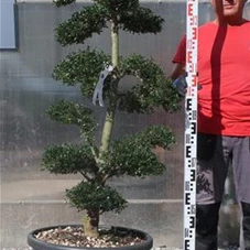 Ilex crenata, Gartenbonsai M44Ln18 - 130