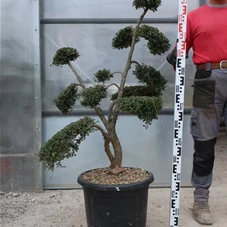 Ilex crenata, Gartenbonsai T71n1 - 100