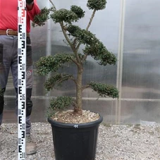 Ilex crenata, Gartenbonsai T71n11 - 100