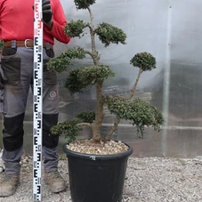 Ilex crenata, Gartenbonsai T71n12 - 100