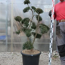 Ilex crenata, Gartenbonsai T71n14 - 100