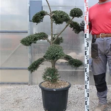 Ilex crenata, Gartenbonsai T71n15 - 100