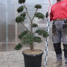 Ilex crenata, Gartenbonsai T71n18 - 100