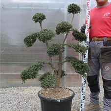 Ilex crenata, Gartenbonsai T71n19 - 100