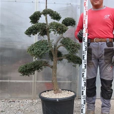 Ilex crenata, Gartenbonsai T71n2 - 100