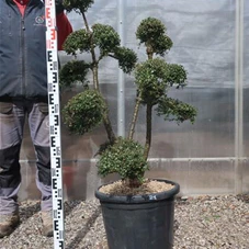 Ilex crenata, Gartenbonsai T71n21 - 100