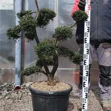 Ilex crenata, Gartenbonsai T71n22 - 100