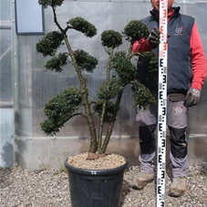 Ilex crenata, Gartenbonsai T71n24 - 100