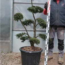 Ilex crenata, Gartenbonsai T71n25 - 100