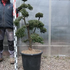 Ilex crenata, Gartenbonsai T71n27 - 100