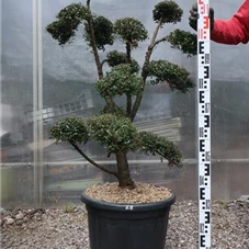 Ilex crenata, Gartenbonsai T71n28 - 100