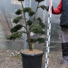 Ilex crenata, Gartenbonsai T71n29 - 100