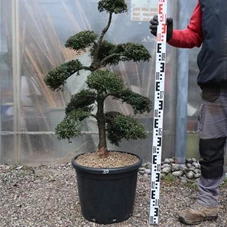 Ilex crenata, Gartenbonsai T71n30 - 100