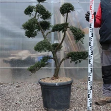 Ilex crenata, Gartenbonsai T71n31 - 100