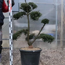 Ilex crenata, Gartenbonsai T71n32 - 100