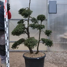 Ilex crenata, Gartenbonsai T71n34 - 100