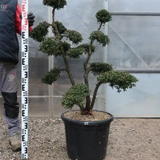 Ilex crenata, Gartenbonsai T71n39 - 100