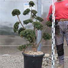 Ilex crenata, Gartenbonsai T71n4 - 100