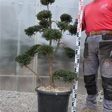 Ilex crenata, Gartenbonsai T71n5 - 100