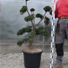 Ilex crenata, Gartenbonsai T71n6 - 100