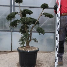 Ilex crenata, Gartenbonsai T71n8 - 100