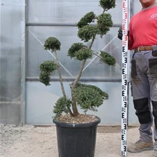 Ilex crenata, Gartenbonsai T71n9 - 100