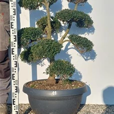 Ilex crenata, Gartenbonsai NPriN11 - 90