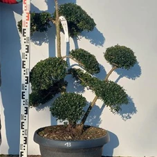 Ilex crenata, Gartenbonsai NPriN13 - 100