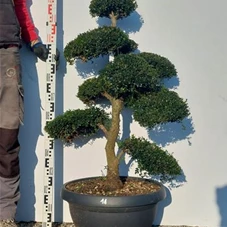 Ilex crenata, Gartenbonsai NPriN14 - 90